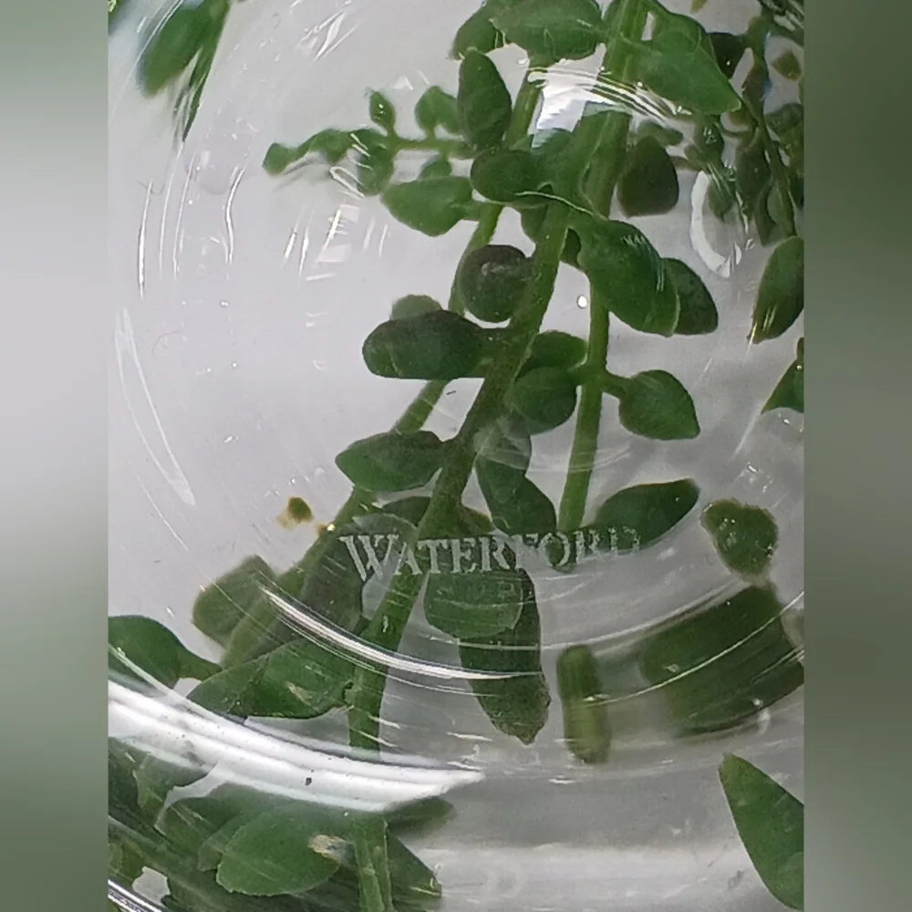 Elegant Waterford Crystal Tumblers